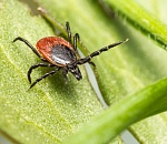 В Астраханской области есть первые случаи лихорадки после укусов клещей