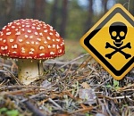 Трое астраханцев отравились грибами