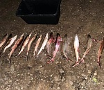 В остановленной под Астраханью машине полиция обнаружила 18 туш осетровых