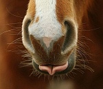 Жители поселка Свободный подкармливают бездомных лошадей у подъезда