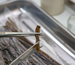 В астраханской рыбной соломке нашли плесень и дрожжи