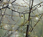 Синоптики обещают астраханцам теплую, но дождливую неделю