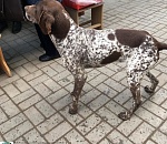 В Астрахани ищут владельца потерянной породистой собаки