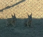 В астраханском зоопарке «Баба Фрося» родились необычные малыши