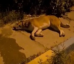 Кадры не для слабонервных: в Астрахани снова истребляли собак