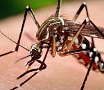 Лихорадка Западного Нила унесла жизнь астраханки