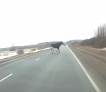 Под Астраханью сняли на видео, как на дорогу выскочил лось