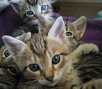 Россиянам запретят дарить котят детям 