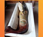 В Астраханской области рыбаки-любители вытаскивают сомов с человеческий рост