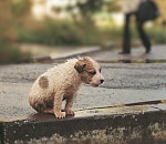 В Астраханской области массово травят уличных животных, сообщает петиция