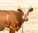 На севере Астраханской области выявлен очаг опасного заболевания