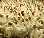 Экспорт птицы из Астрахани ограничен из-за птичьего гриппа 