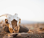 Астраханца арестовали за продажу на сайте объявлений частей реликтового животного 