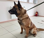 «Эль Перро Солар Габби» из астраханской полиции ищет дом