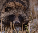 Как звери переживают холода в Астрахани