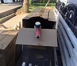 Лебедю на Лебедином озере сломали шею