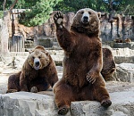 Нормальная статья про итоги праймериз (сельские округа)