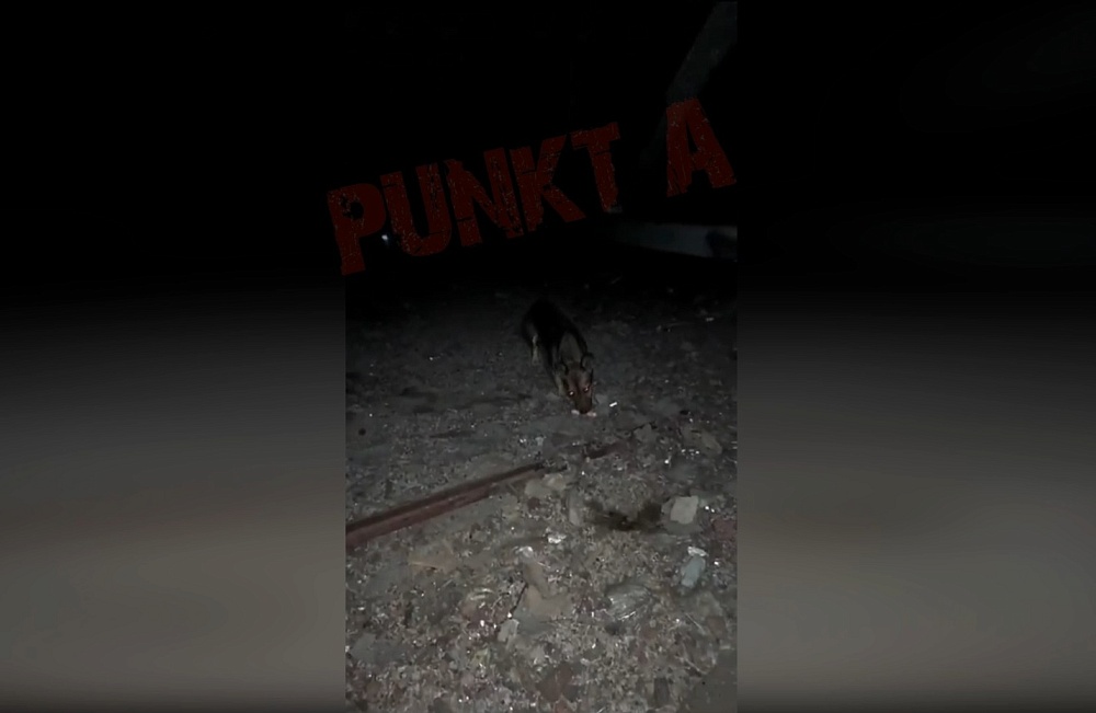 Собака на крыше заброшенного здания переполошила астраханцев и ведомства 