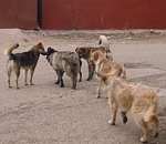 … «А им хоть бы что» …