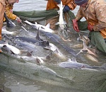 Путин ратифицировал соглашение об использовании водных биоресурсов Каспийского моря