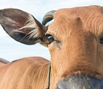 В Астраханской области установили карантин по опасной инфекции