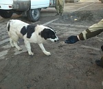 Бюджет на стерилизацию собак в Астрахани будут расходовать эффективнее