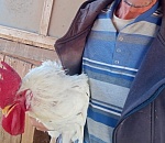 Астраханская полиция раскрыла кражу петуха и говядины из монастырских запасов