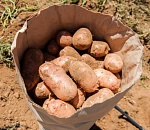 В Астрахани планируют построить завод по производству картофеля фри