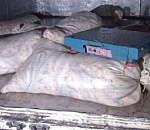 Под Астраханью полиция задержала машину с почти четвертью тонны не документированной рыбы