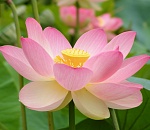 В Астраханской области надругались над лотосами