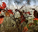 Завтра в Астрахани будет холоднее, чем сегодня