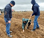 В Астраханской области за год высадили более 123 тысяч сеянцев для лесного фонда