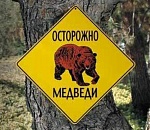 На астраханку напал медведь