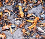 В Астраханской области саранча будет зимовать почти на 3000 гектарах