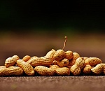 Астраханские власти ищут инвестора для выращивания арахиса