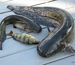 Астраханские полицейские задержали браконьера со 100-килограммовой добычей