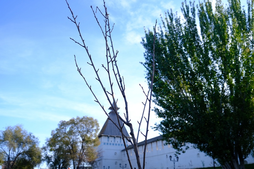 Экзотическую красавицу высадили в центре Астрахани