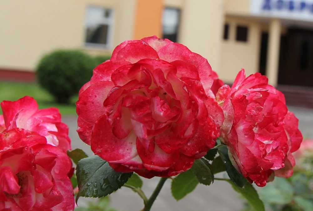 Конкурс цветочных композиций для школьников всех регионов России