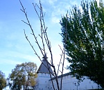 Экзотическую красавицу высадили в центре Астрахани