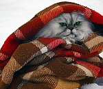 В Астрахань пришли прохладные февральские дни