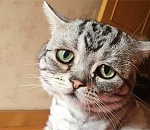 Охранники астраханского ТЦ чуть не забили до смерти бездомного кота