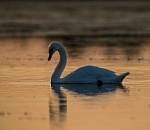 Записки астраханского натуралиста. Лебединая верность