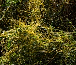 Записки астраханского натуралиста. Растения-паразиты: повилика и заразиха