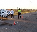 Под Астраханью отставшая от табуна лошадь стала причиной ДТП