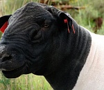 В Астраханскую область приехали дорперы