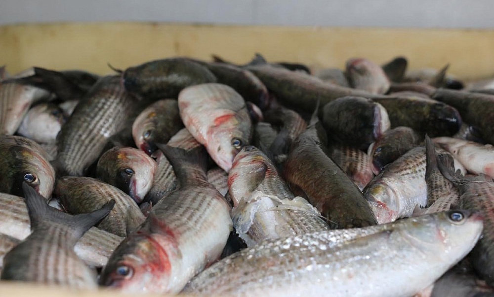 В Астраханской области рыбаки украли 300 кг улова у предприятия