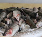 В Астраханской области рыбаки украли 300 кг улова у предприятия