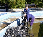 Сезон фонтанов в Астрахани официально завершен