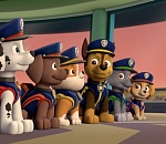 Астраханцы хотят видеть на улицах города «щенячий патруль»