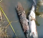 Жадность сгубила. Щука хотела проглотить сома, финал печален для обоих. ВИДЕО